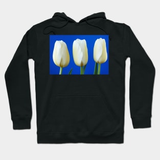 Tulipa  &#39;Snowstar&#39;  Triumph Group Tulip Hoodie
